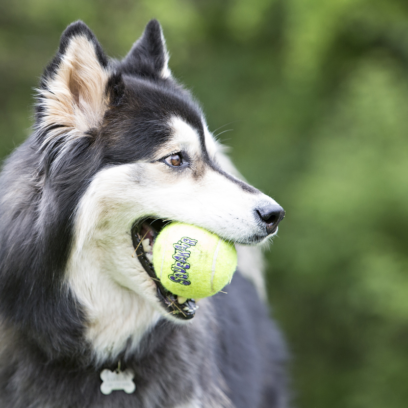 KONG Airdog Squeaker Balls (3pk) - Medium