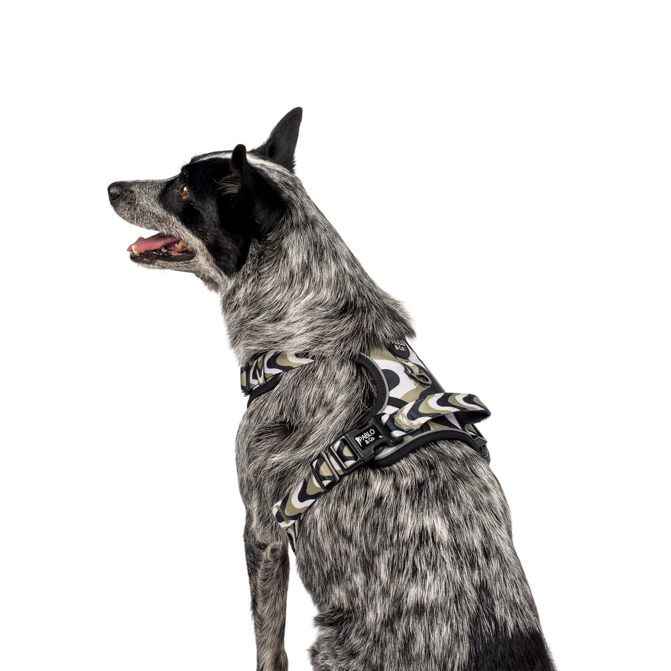 Navy Wavy - No Pull Adventure Dog Harness