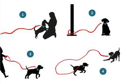 Multi-functional Long Line Leash