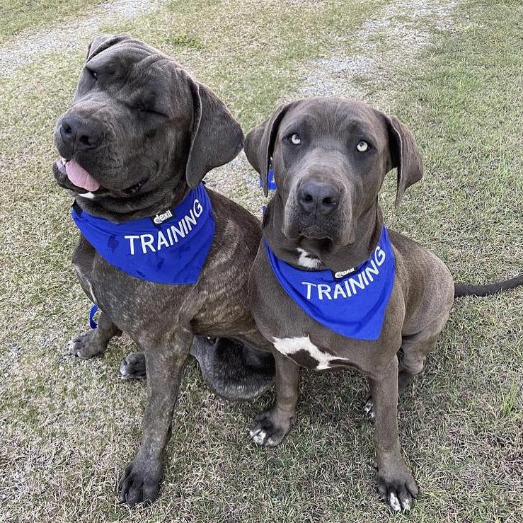 Training - Dog Bandana