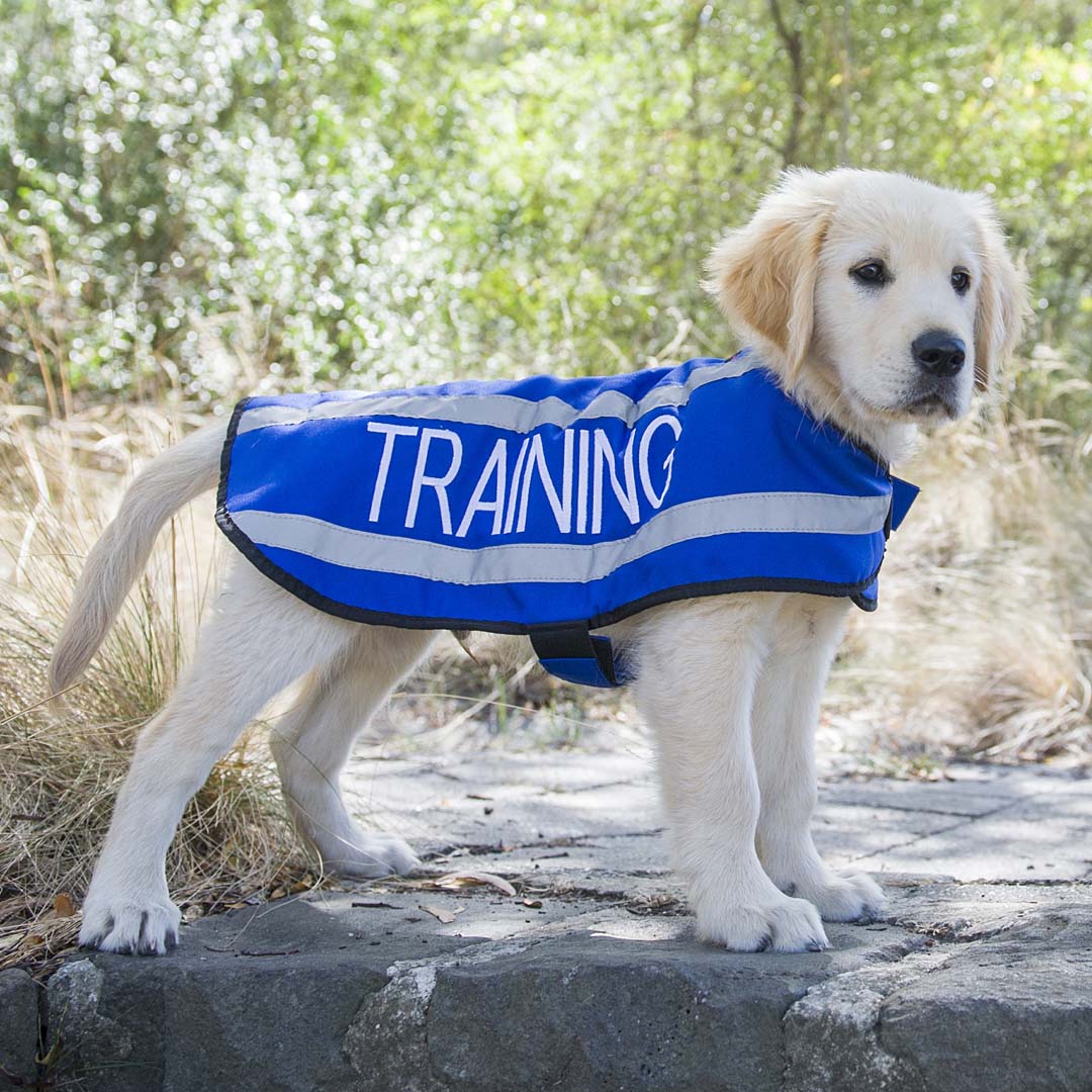 Training - Dog Coat