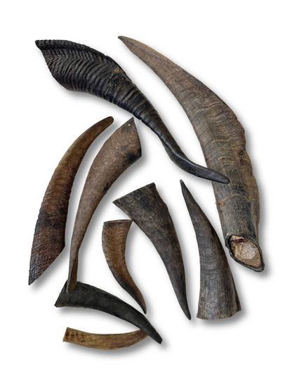 Goat Horn 1